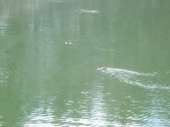 Anas crecca