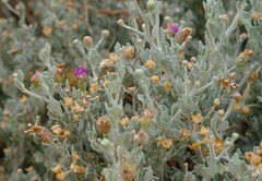 Namibithamnus obionifolius