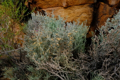 Namibithamnus obionifolius