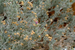 Namibithamnus obionifolius