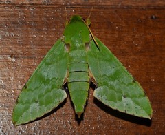Euchloron megaera serrai