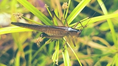 Agraeciini