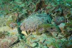 Australostichopus mollis