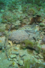 Australostichopus mollis