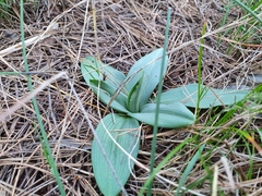 Ophrys sphegodes massiliensis
