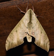 Pseudoclanis tomensis