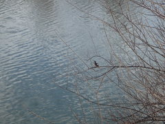 Phoenicurus auroreus