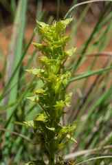 Habenaria lithophila