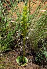 Habenaria lithophila