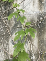 Aristolochia cucurbitifolia