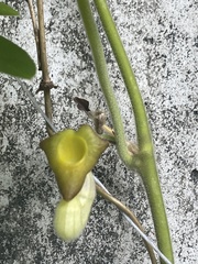 Aristolochia cucurbitifolia