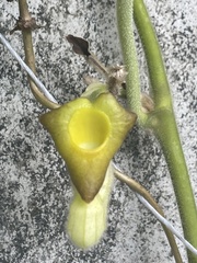 Aristolochia cucurbitifolia