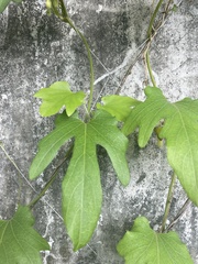 Aristolochia cucurbitifolia
