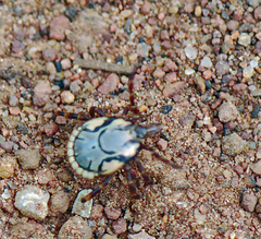 Amblyomma hebraeum