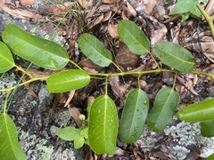 Cissus oblonga