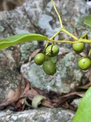 Cissus oblonga