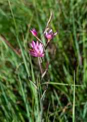 Hesperantha baurii