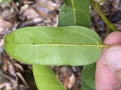 Cissus oblonga