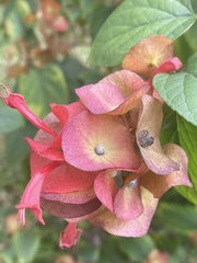 Holmskioldia sanguinea