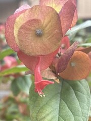 Holmskioldia sanguinea