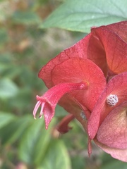 Holmskioldia sanguinea