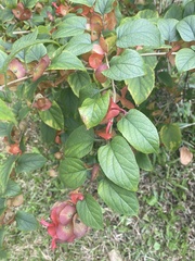 Holmskioldia sanguinea