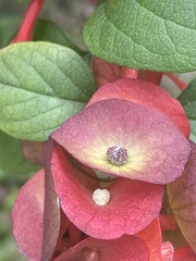 Holmskioldia sanguinea