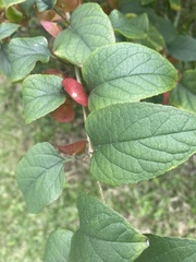 Holmskioldia sanguinea