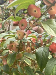 Holmskioldia sanguinea