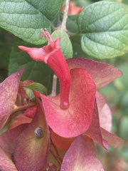 Holmskioldia sanguinea