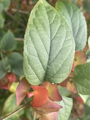 Holmskioldia sanguinea