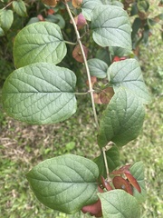 Holmskioldia sanguinea