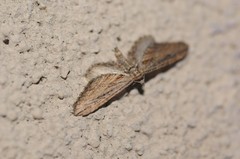 Eupithecia acutipennis
