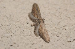 Eupithecia acutipennis