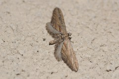 Eupithecia acutipennis