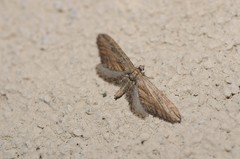 Eupithecia acutipennis