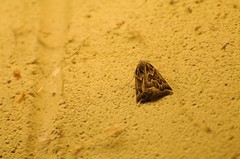 Plataea californiaria