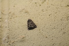 Plataea californiaria