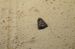 Plataea californiaria