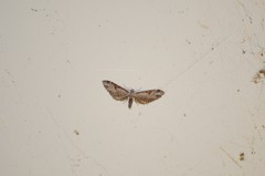 Eupithecia nevadata