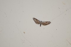 Eupithecia nevadata