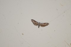 Eupithecia nevadata