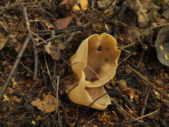 Otidea alutacea