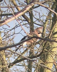 Garrulus glandarius