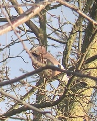 Garrulus glandarius