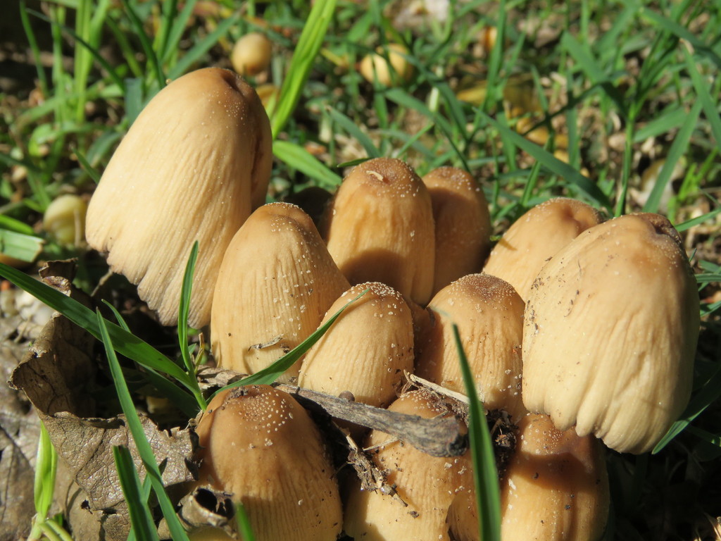 Coprinellus micaceus · May 2018 · photo: © nicoolejnik (iNaturalist, cc-by)