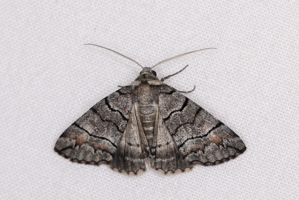 Dysbatus singularis (Dysbatus singularis)