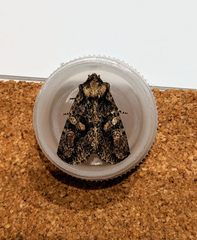 Dryobotodes tenebrosa