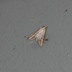 Euclasta maceratalis
