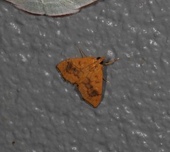 Hyalobathra brevialis